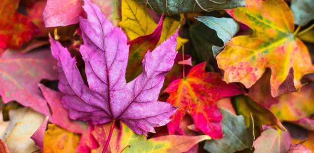 Viele viele Veranstaltungen im Herbst :)